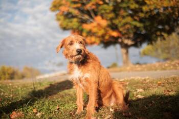 Rescue Labrador Retriever and Mixed Breed Dogs for Adoption in Gradyville, Kentucky - Lucien | PetCurious