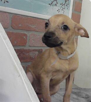 Chihuahua and Mixed Breed Dogs Available for Adoption in Houston, Texas - SASS POT | PetCurious
