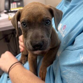 Meatloaf -  Mixed Breed Dog for Adoption in Columbiana, Alabama - Meatloaf | PetCurious