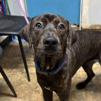Skinny Pop -  Plott Hound Dog for Adoption in Columbia, South Carolina - Skinny Pop | PetCurious