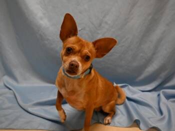 Praline -  Chihuahua Dog for Adoption in Portland, Oregon - Praline | PetCurious