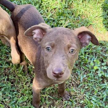 Rescue Labrador Retriever and Mixed Breed Dogs for Adoption in Bardonia, New York - Acorn | PetCurious