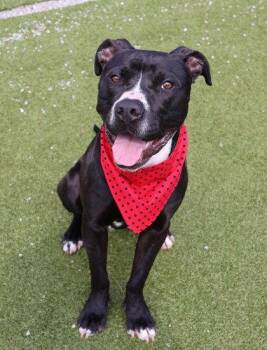 Ringo Athens -  Pit Bull Terrier Dog for Adoption in Rockaway, New Jersey - Ringo Athens | PetCurious