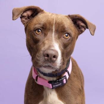 Fable -  Mixed Breed Dog for Adoption in Franklin, Tennessee - Fable | PetCurious