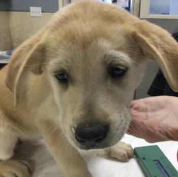 Siberian Husky and Mixed Breed Dogs Available for Adoption - NALA | PetCurious