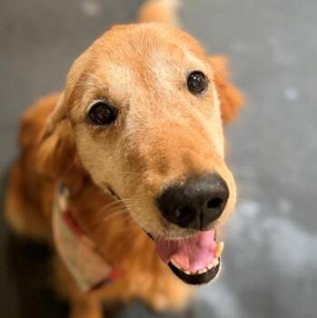 Gray -  Golden Retriever Dog for Adoption in Los Angeles, California - Gray | PetCurious