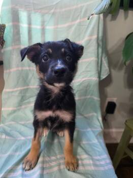 STANLEY -  Shepherd and Mixed Breed Dog for Adoption in Cincinnati, Ohio - STANLEY | PetCurious