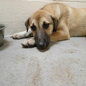 Mercy -  Anatolian Shepherd and Husky Dog for Adoption in Palestine, Texas - Mercy | PetCurious