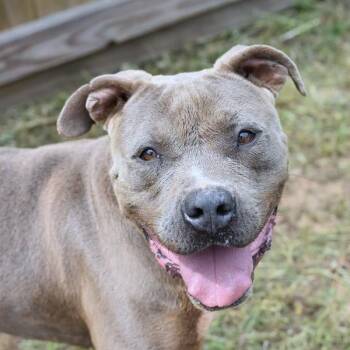 Icey -  Pit Bull Terrier and Boxer Dog for Adoption in Willis, Texas - Icey | PetCurious