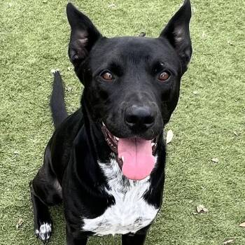 Mixed Breed and German Shepherd Dog Dogs Available for Adoption - Jojo! The Perfect Gentleman!  | PetCurious