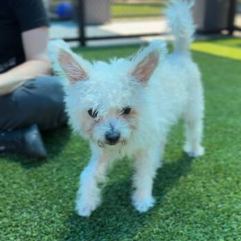 Temu -  Bichon Frise Dog for Adoption in Middletown, New York - Temu | PetCurious