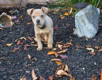 Squirrel -  Plott Hound Dog for Adoption in Pottstown, Pennsylvania - Squirrel | PetCurious