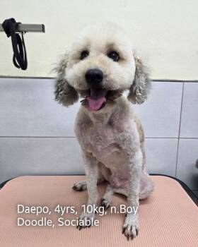 DAEPO -  Poodle and Labrador Retriever Dog for Adoption in Agoura Hills, California - DAEPO | PetCurious