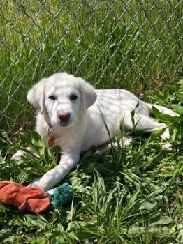 Great Pyrenees and Labrador Retriever Dogs Available for Adoption in Salem, New Hampshire - Jane | PetCurious