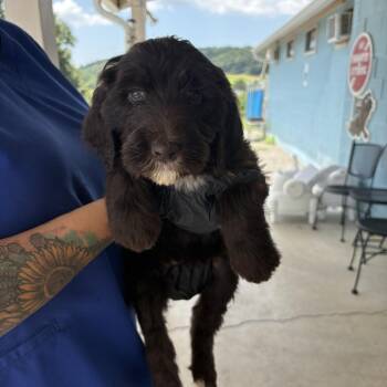 Jake -  Poodle and Sheep Dog Dog for Adoption in Jefferson City, Tennessee - Jake | PetCurious