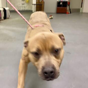 Buster -  American Bully Dog for Adoption in King George, Virginia - Buster | PetCurious