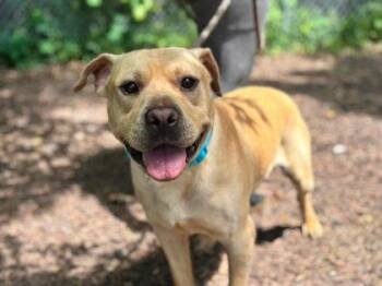 Cricket -  Mixed Breed Dog for Adoption in Hobart, Indiana - Cricket | PetCurious