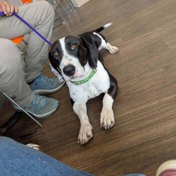 Junie -  Basset Hound Dog for Adoption in Woodstock, Ontario - Junie | PetCurious