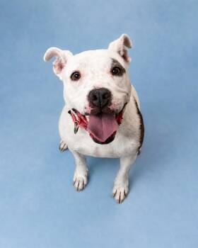 MARCY -  Staffordshire Bull Terrier Dog for Adoption in Westminster, Maryland - MARCY | PetCurious