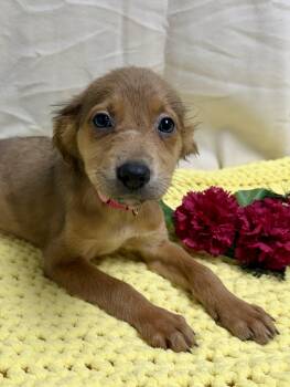 Chihuahua and Australian Shepherd Dogs Available for Adoption - Reese The Mixed Breed Puppy | PetCurious