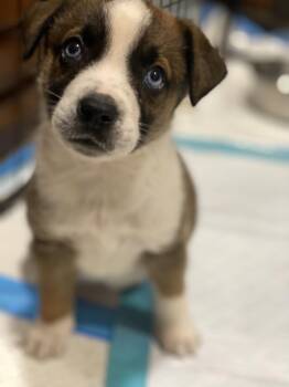 Australian Shepherd and Labrador Retriever Dogs Available for Adoption in Lewistown, Pennsylvania - Soldier | PetCurious