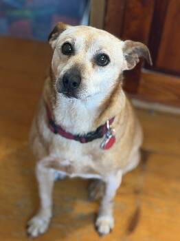 Australian Cattle Dog Blue Heeler Dogs Available for Adoption in South Hempstead, New York - Ringo | PetCurious