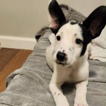 Helvetica -  Mixed Breed Dog for Adoption in Buffalo, Minnesota - Helvetica | PetCurious
