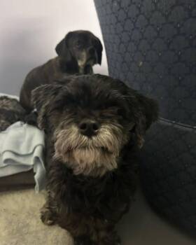 Lhasa Apso Dogs Available for Adoption - Star | PetCurious