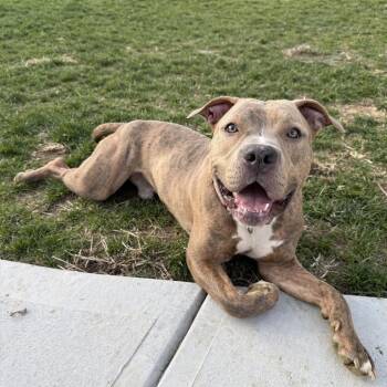 Mixed Breed Dogs Available for Adoption in Springboro, Ohio - Rio | PetCurious