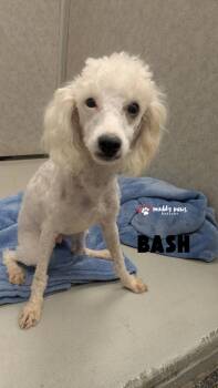 Bash -  Poodle Dog for Adoption in Council Bluffs, Iowa - Bash | PetCurious