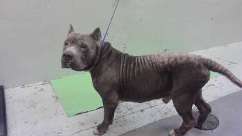 A2082262 -  Staffordshire Bull Terrier and Mixed Breed Dog for Adoption in Houston, Texas - A2082262 | PetCurious