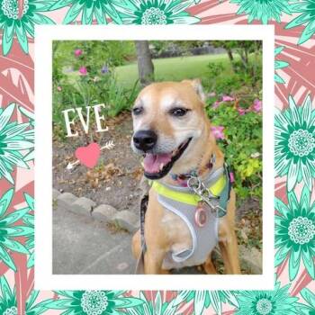 Rescue Labrador Retriever Dogs for Adoption in VERNON ROCKVL, Connecticut - Eve | PetCurious