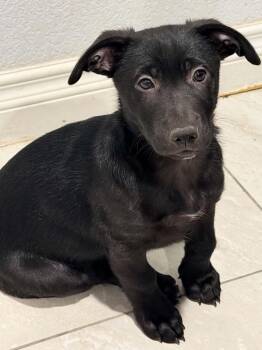 Cairn Terrier Dogs Available for Adoption in Phoenix, Arizona - Dapper | PetCurious