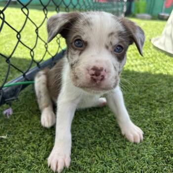 Terrier Dogs Available for Adoption in Jupiter, Florida - Cadbury | PetCurious
