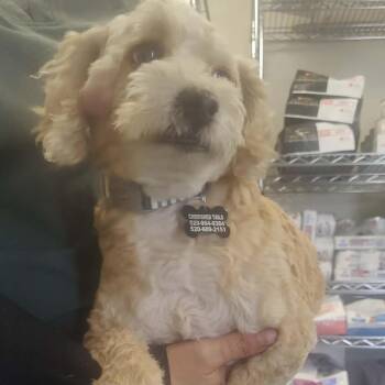 Brownie -  Miniature Poodle and Cocker Spaniel Dog for Adoption in Marana, Arizona - Brownie | PetCurious