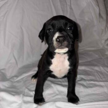 Rescue Pit Bull Terrier Dogs for Adoption in East St. Louis, Illinois - Tully | PetCurious