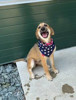 WAFFLE HOUSE -  Labrador Retriever and Mixed Breed Dog for Adoption in Leesburg, Virginia - WAFFLE HOUSE | PetCurious