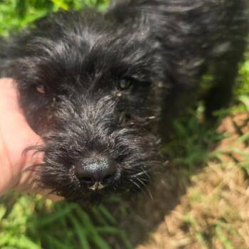 Ozzy -  Poodle and Mixed Breed Dog for Adoption in Brownsboro, Alabama - Ozzy | PetCurious