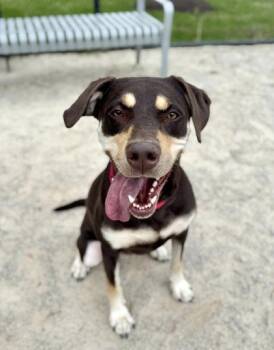 Mixed Breed Dogs Available for Adoption in Fairfax, Virginia - Raya | PetCurious