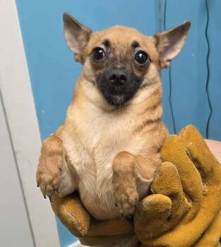Rescue Chihuahua and Mixed Breed Dogs for Adoption in Kendallville, Indiana - Cupcake | PetCurious