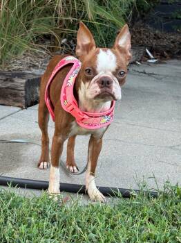JoJo in KS -  Boston Terrier Dog for Adoption - JoJo In KS | PetCurious