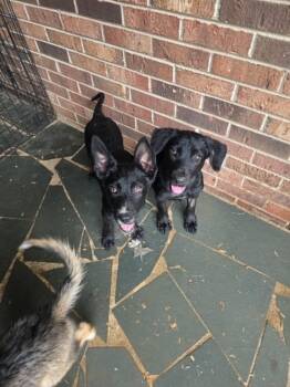 Honey - "Penn Litter" -  Shepherd and Labrador Retriever Dog for Adoption in Holly Springs, North Carolina - Honey - "Penn Litter" | PetCurious
