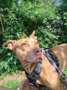 American Staffordshire Terrier and Mixed Breed Dogs Available for Adoption in Palm Coast, Florida - Molly | PetCurious