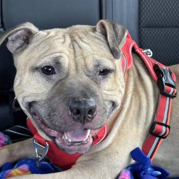 Apple Jack -  Mixed Breed Dog Available for Adoption in Oak Park, Michigan - Apple Jack | PetCurious