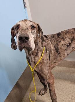 Great Dane Dogs Available for Adoption in Bloomington, Indiana - Shorty | PetCurious