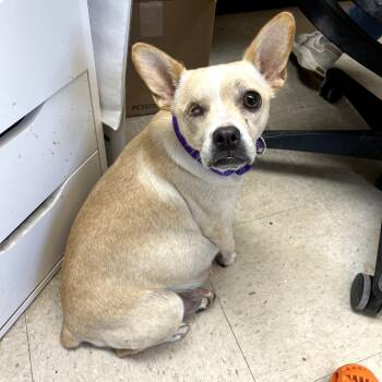 Rescue Chihuahua and Pug Dogs for Adoption in Austin, Texas - Clara | PetCurious