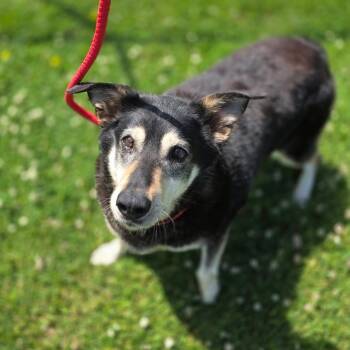 Mixed Breed and German Shepherd Dog Dogs Available for Adoption in Corinth, Mississippi - Wilma | PetCurious