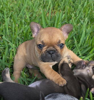 Alice -  French Bulldog Dog for Sale in Boynton Beach, Florida - Alice | PetCurious