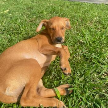 Chihuahua and Terrier Dogs Available for Adoption - Quill | PetCurious