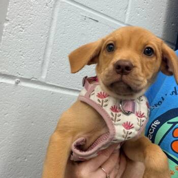 DDB Pup 4 -  Feist and Mixed Breed Dog for Adoption in Fairfax Station, Virginia - DDB Pup 4 | PetCurious